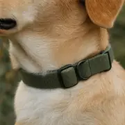 Comfortable collar strap on a dog neck