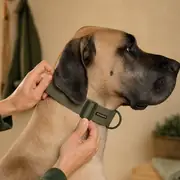 Hands adjusting collar fit on a large dog