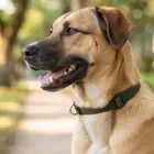 Lightweight collar fitted during a walk